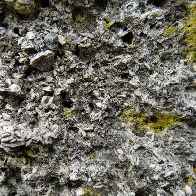 塩掛鼻の有孔虫砂岩