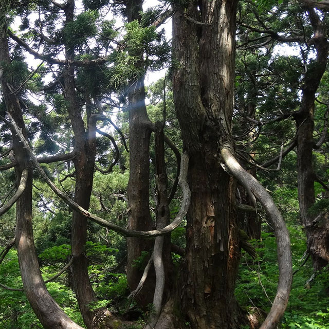 県有林石名団地の天然杉